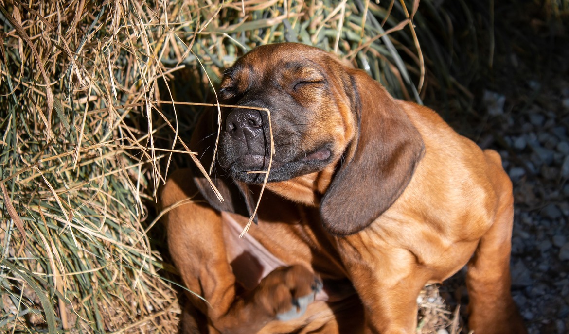 When itchy ears can be a serious warning signal for your dog